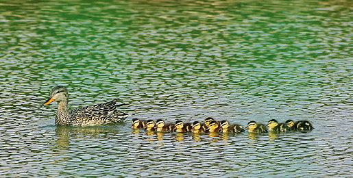 《艾尔登法环》武士职业演示 武力强悍爽快砍杀